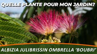 LALBIZIA JULIBRISSIN OMBRELLA BOUBRI ou LABRE DE SOIE  Quelle Plante Pour Mon Jardin [upl. by Newton]