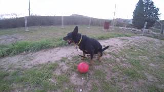 BEAUCERON AGRESSIF REEDUCATION [upl. by Ennaeus]