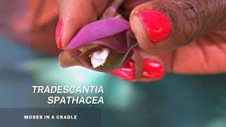 Tradescantia Spathacea the Oyster Plant Moses in a Cradle Boat Lily Easy propagation Tips [upl. by Anaeg229]