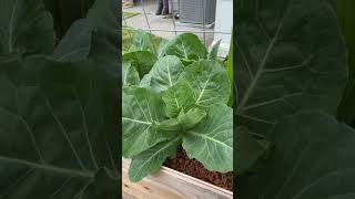 Growing Early Jersey Wakefield Cabbage garden urbangardeners growingvegetables [upl. by Berkley593]