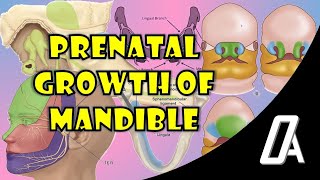 Prenatal Growth of Mandible  Growth and Development  Orthodontic Atheneum [upl. by Seth]