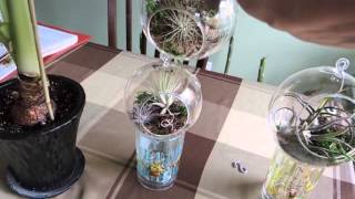 Tillandsia Air Plants Growing in Glass Orb Terrariums [upl. by Linis]