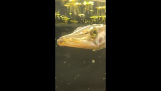 Pet Muskie Hand Feeding Live Fish shorts [upl. by Heilner]