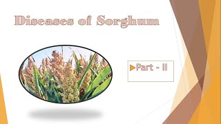 Diseases of Sorghum and their management  Part II [upl. by Akimik]