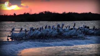 Entre ríos mareas y olas Lagunas costeras  ECOSISTEMAS DE MÉXICO [upl. by Radborne]