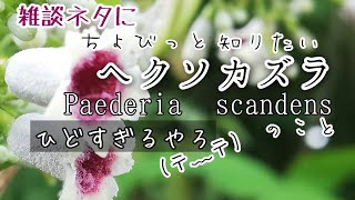 【自然vlog＃89】植物紹介ヘクソカズラPaederia scandens嗅いでみた花言葉 [upl. by Bailie]