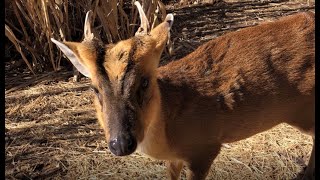 Learn it from the Alameda Park Zoo  Muntjac [upl. by Acemahs]