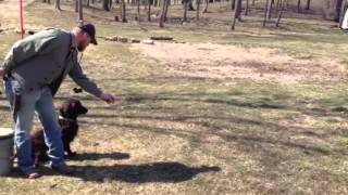 Training Day for Boykin spaniel national field trial [upl. by Rahman516]