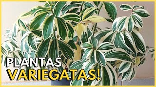 5 PLANTAS VARIEGATAS LINDAS E COLORIDAS PARA VOCE CULTIVAR [upl. by Adnola]