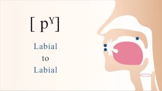 pˠ  unvoiced unaspirated velarized bilabial stop [upl. by Sedecrem869]