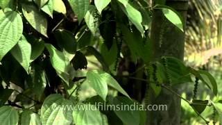 Spicy  pepper plant in Kerala [upl. by Servetnick557]