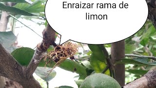 Enraizar rama de limonero [upl. by Akired]