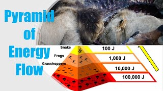 Explaining the Pyramid of Energy Flow  Short Film [upl. by Gesner455]