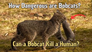 How Dangerous are Bobcats Can a bobcat kill a human Are BOBCATS Dangerous to Pets [upl. by Reilly]