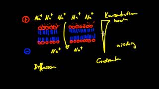 Neurobiologie  4 Der Elektrochemische Gradient [upl. by Goldston]