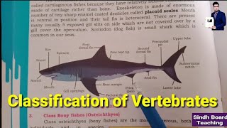 Classification of Vertebrates XI Biology [upl. by Lramaj551]