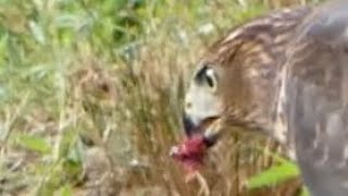 Cooper’s hawk with prey [upl. by Aneram]