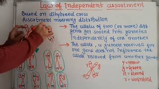 Lecture 7  Law of independent assortment  Mendels law of independent assortment [upl. by Dlareme547]