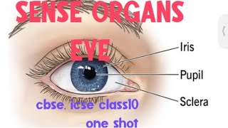 Sense organs class 10 icse board Biology ll Eye class 10 cbse icse board ll Eye ll icse eye ll cbse [upl. by Annahsal]