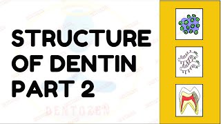 Dentinal Tubules  Dentin Histology  Structure of Dentin [upl. by Jew599]