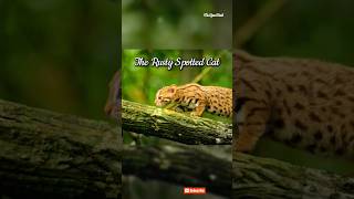 The Rusty Spotted Cat Worlds smallest cat animalshorts smallestcat [upl. by Sonafets747]