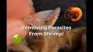 Removing Blood Sucking Parasites from Estuary Shrimp Compilation [upl. by Nomahs]