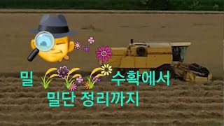 밀 탈곡에서 밀단 정리까지  la raccolta di frumenti e i rotoli per le mucche [upl. by Yraccaz]