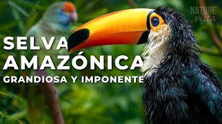 LA GRANDIOSA AMAZONIA  Un Viaje Extraordinario  Documental Completo [upl. by Dupin]