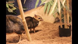 Balabac kantjil of dwerghert  Philippine mousedeer baby  ZOO Antwerpen [upl. by Animas]