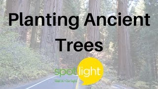 Planting Ancient Trees  practice English with Spotlight [upl. by Ylek193]