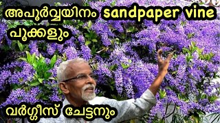 RARE SANDPAPER VINE PLANTS [upl. by Eiramyma]