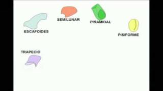 OSTEOLOGIA Miembro superior 5 Diagnostico X [upl. by Nifled]