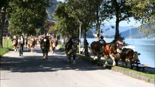 Rinderzucht Tirol Almabtrieb quotFam Josef Rieser PertisauquotAchensee 2011 [upl. by Myrtle725]