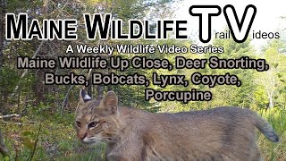 Trail CamDeer SnortingBucksBobcatsLynxCoyotePorcupineMaine Wildlife Up Close and Natural [upl. by Ayatnwahs608]