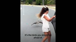 American woman chased by a hissing Aussie Bush Stonecurlew bird [upl. by Shelden61]