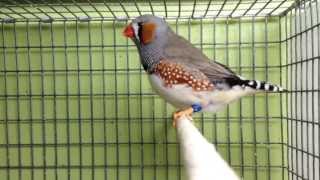 Zebra Finch male singing courtship song [upl. by Gerald]