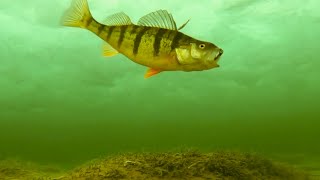 Lake Simcoe Jan 23 2024 UNDERWATER PERCH ACTION [upl. by Hauck]