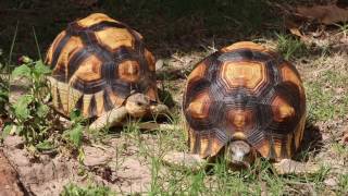 Saving the Ploughshare Tortoise [upl. by Atilek]