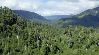 Bosques Valdivianos  Parque Neltume [upl. by Willumsen]