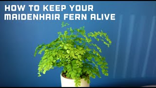 How to Keep Your Maidenhair Fern Alive  Maidenhair Fern Care Guide  Adiantum raddianum Fragrans [upl. by Laon147]