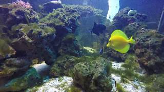 300 Gallon Saltwater Pond Stingray [upl. by Macmillan]