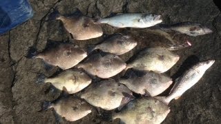 Jetty Triggerfish Fishing New Jersey  How To Catch Triggerfish [upl. by Acimot366]