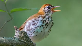 Most Beautiful Bird Song on the Planet Wood thrush amp Woodlark [upl. by Papp685]