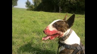 Angry Bullterrier [upl. by Artur]