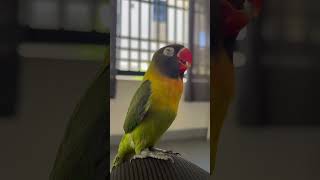 viralvideos birds lovebirds singing lovebirds [upl. by Soane]