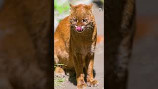 Quick Jaguarundi Facts  The Secret Otter Cat  Animal a Day J Week shorts [upl. by Anerb268]