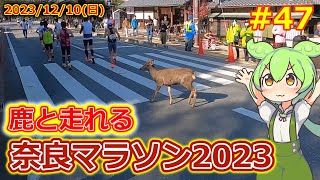 【マラソン動画 47】鹿と走れる奈良マラソン2023【20232024大阪マラソンでサブ245を目指すシーズン二戦目】【Nara Marathon 2023】 [upl. by Anih]