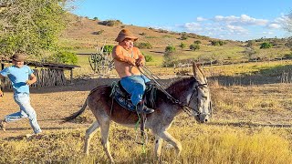 BURRO DESEMBESTOU COM PILILIU NA GARUPA E ELE FICOU DESESPERADO 🤣  PILILIU DA RESENHA [upl. by Llenrag]