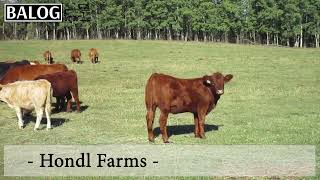 Hondl Farms [upl. by Reed]