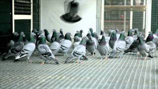 Eijerkamp Duiven pigeons film test [upl. by Joyan]